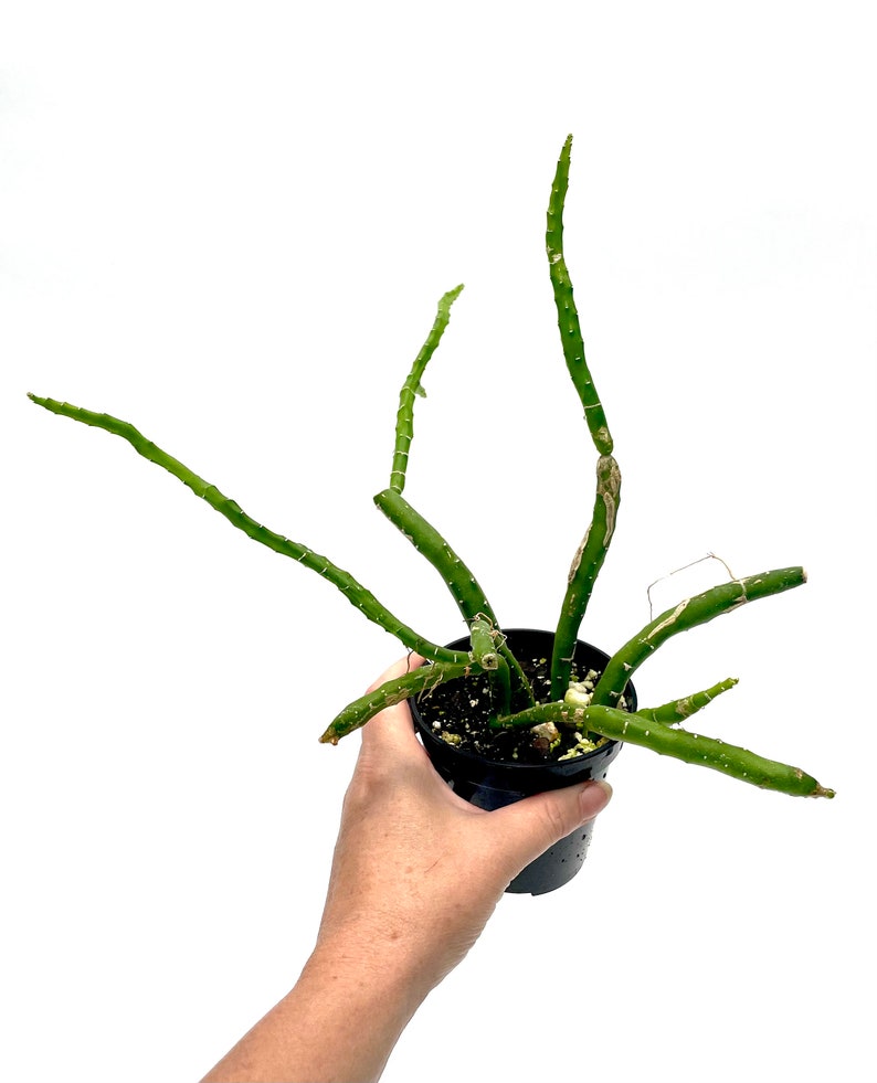 Selenicereus urbanianus 3.5 pot Grower's Choice image 1
