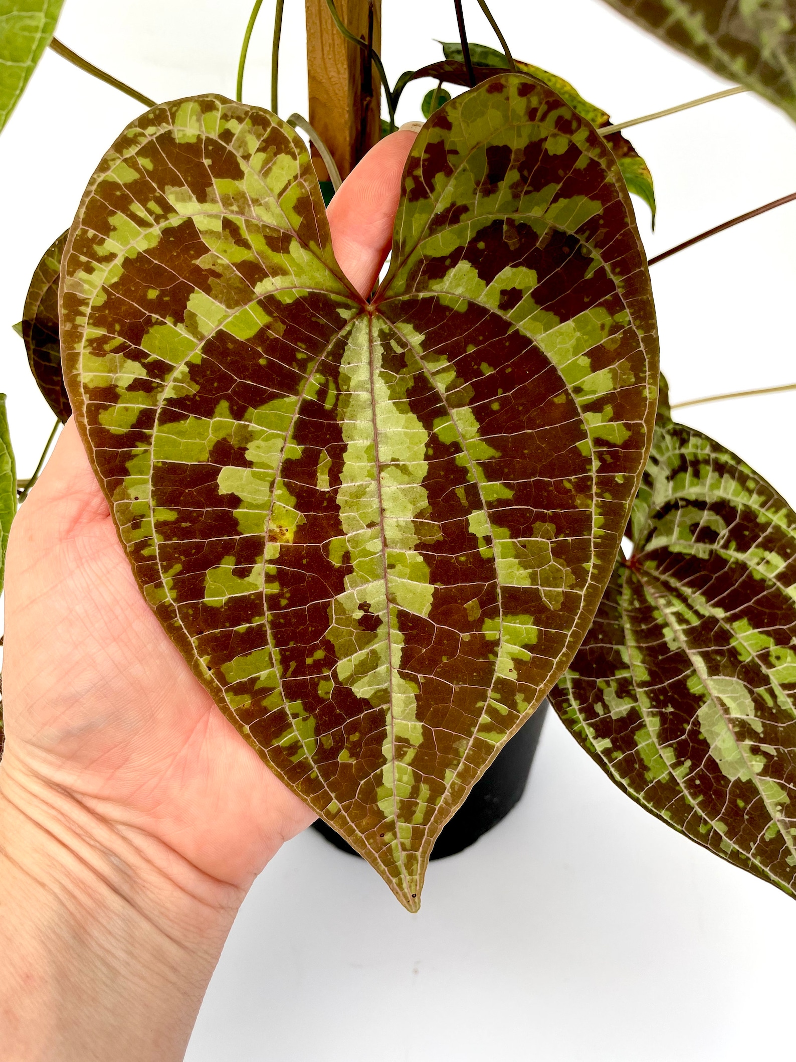 Dioscorea Discolor Actual Plant 5 Pot Etsy