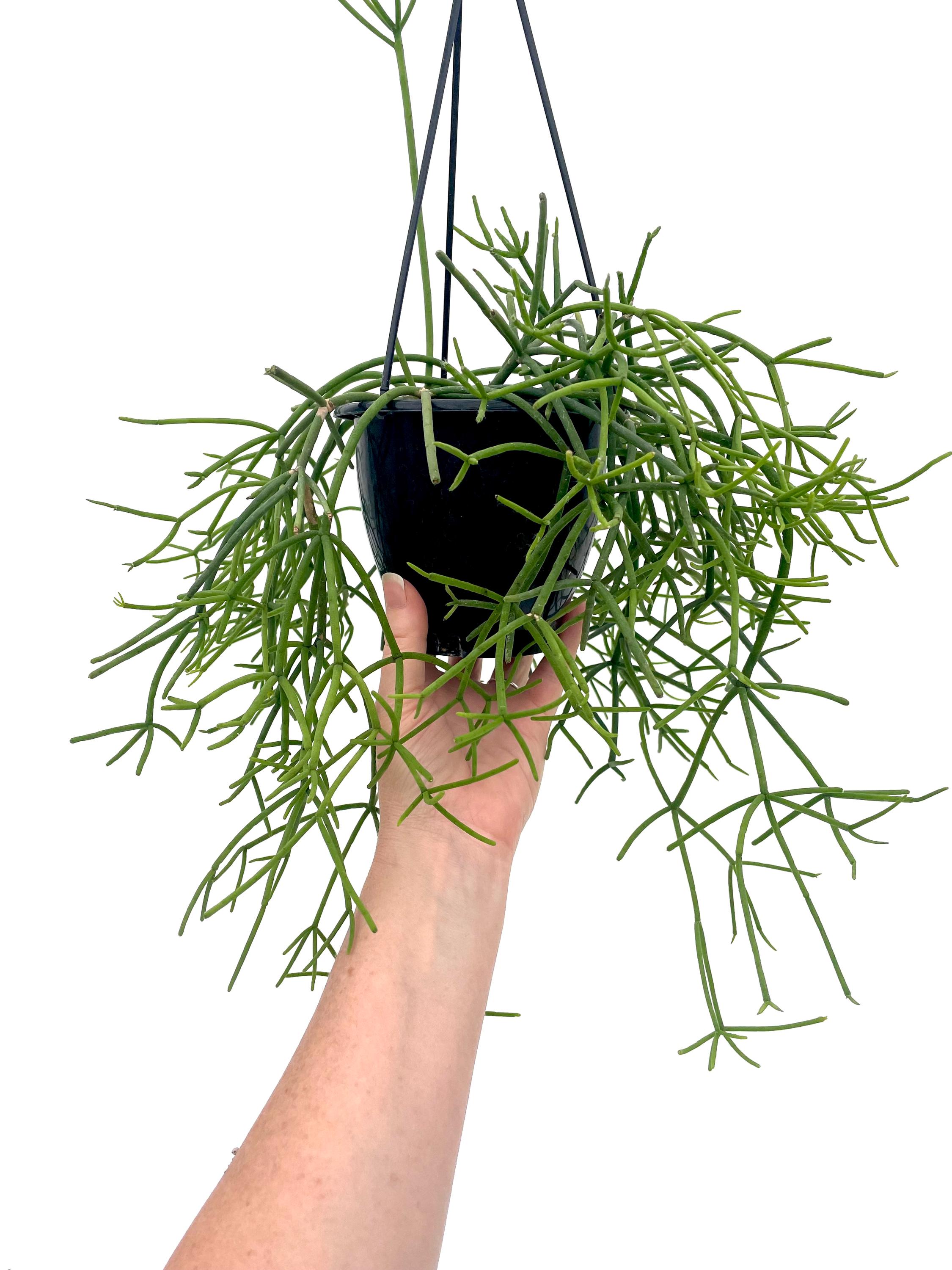 Rhipsalis Teres F. Heteroclada ~4.5