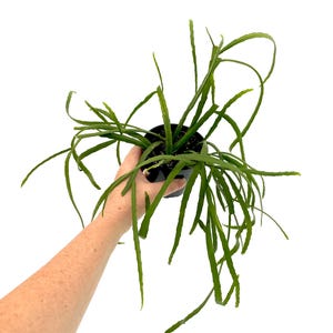 May include: A green Rhipsalis plant with long, slender, trailing stems growing from a small black plastic pot. The plant features multiple thin, cylindrical branches that extend outward and downward in various directions from the central base.