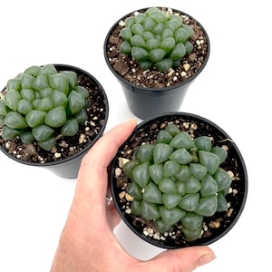 May include: Three small green succulent plants in black plastic pots. The plants have a unique, rounded shape and are arranged in a cluster.
