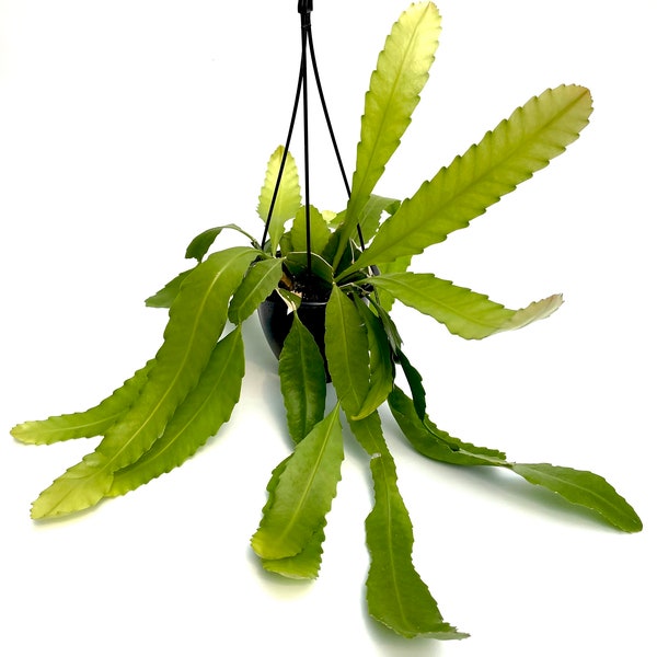 Pseudorhipsalis amazonica ~ Wittia amazonica ~ 4.5" hanging basket ~ Well established plants~ Grower's Choice
