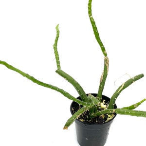 Selenicereus urbanianus 3.5 pot Grower's Choice image 3