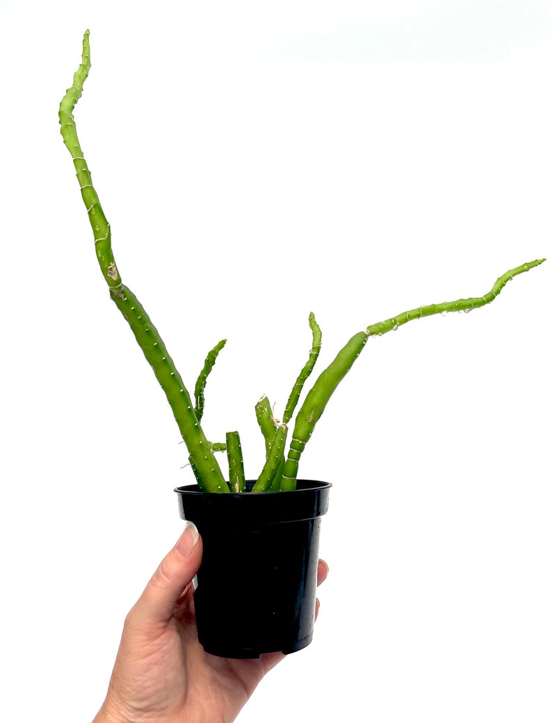 Selenicereus urbanianus 3.5 pot Grower's Choice image 4