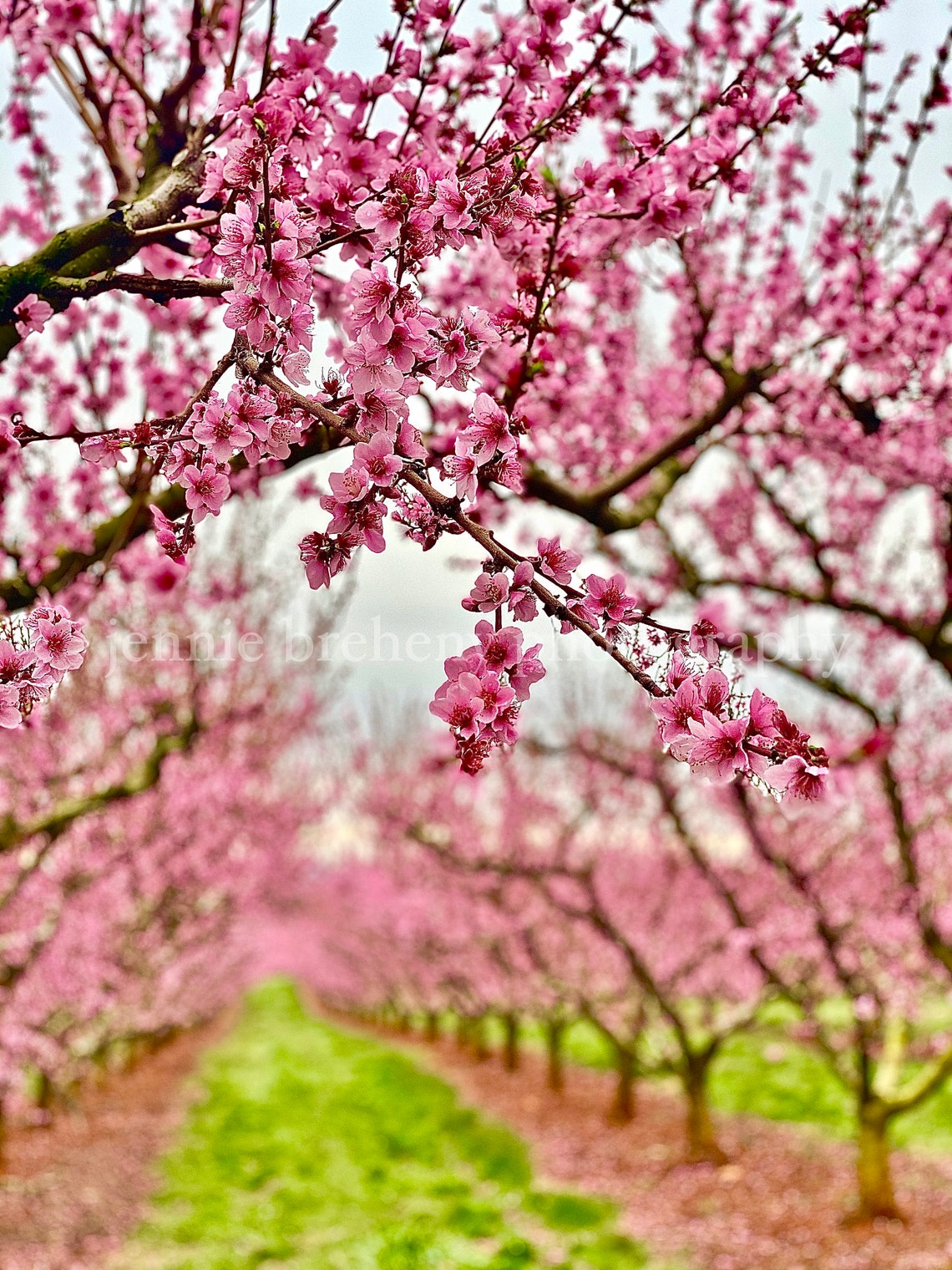 Peach Tree Blossoming, Peach Trees, Orchards, Flower Blossom, Peach