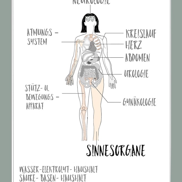 Sinnesorgane, digitales Lernkarten-Set (DIN A4)