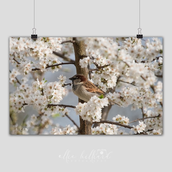 Haus Spatz in Blossom Tree - A4-Druck