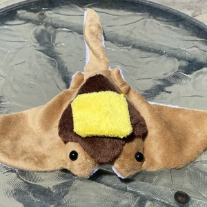 Sea Pancake Manta Ray