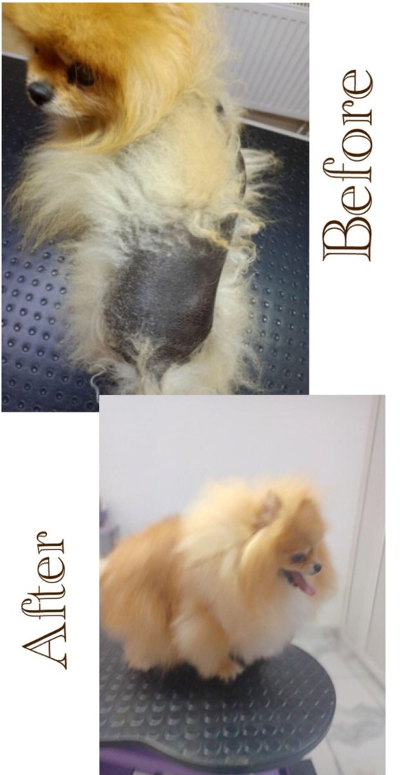 How To Stop Dog Hair Loss