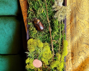 Puede incluir: Un marco rectangular de madera lleno de varios tipos de musgo verde, plantas secas y un escarabajo marrón. El musgo varía en color de verde claro a oscuro. También se incluye una piedra pequeña, redonda y de color marrón claro.