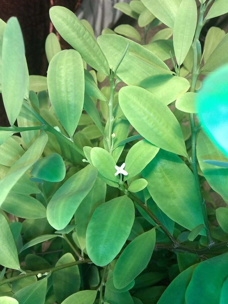 Erythroxylum Novogranatense Plant Etsy