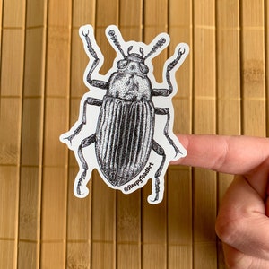 Sticker vinyle imperméable pour bouteille d'eau, Sticker nature pour ordinateur portable, cadeau pour amateur d'insectes, sticker scarabée, petit cadeau pour fille granola