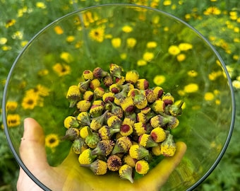 Dried Spilanthes Flower Buzz Buttons For Mixed Drinks