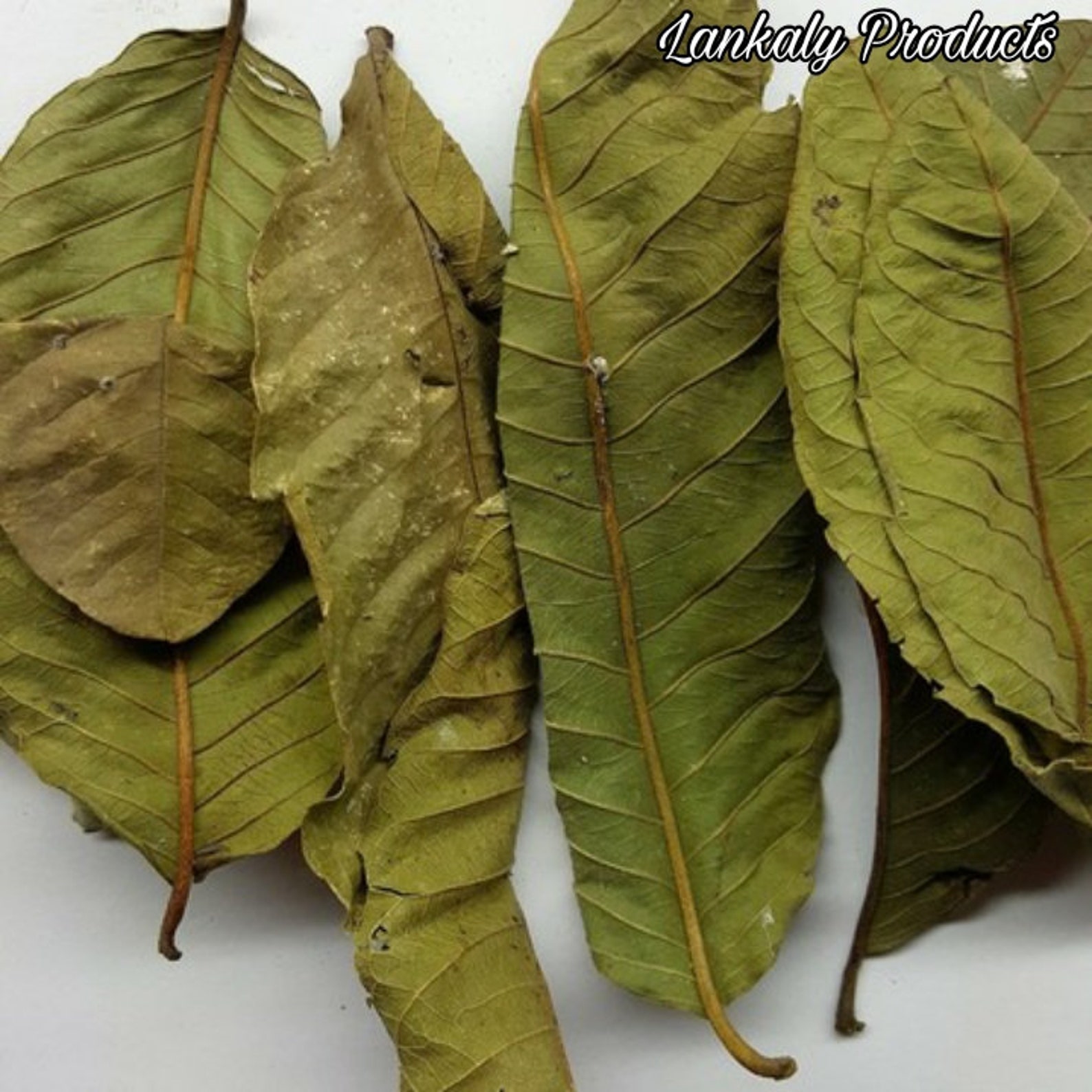 Hojas de guayaba 100 secas naturalmente de Sri Lanka Etsy