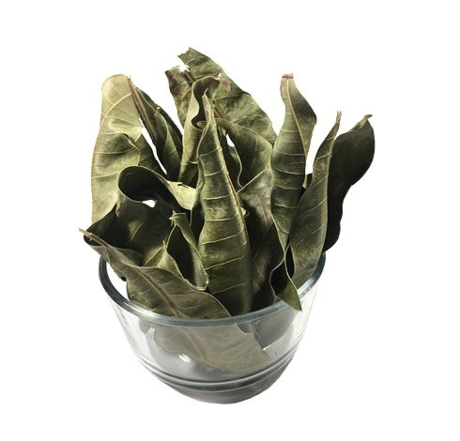 100 Pure Organic Dried Mango Leaves Boost Fertility Anti Etsy