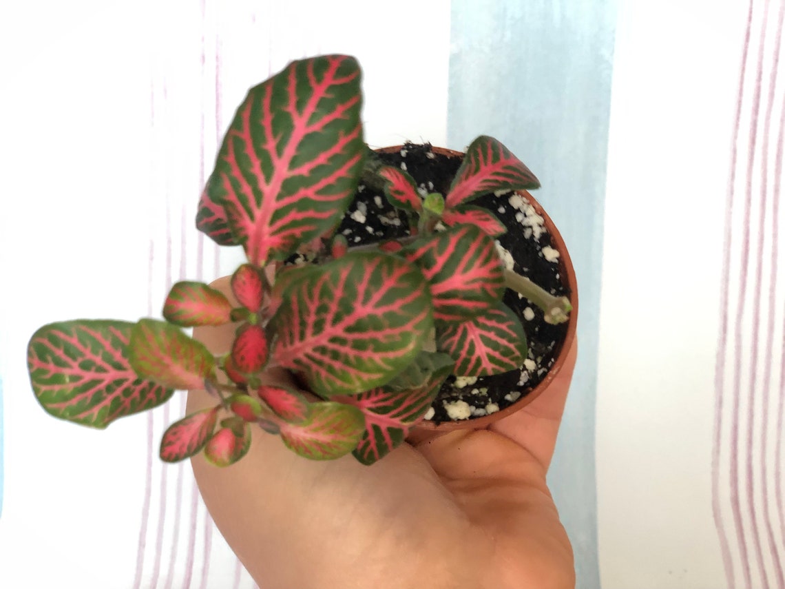 Bright Red Fittonia Nerve Plants Vein Plants Etsy
