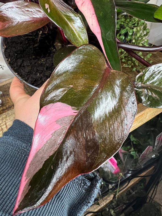Philodendron Pink Princess Cutting Rare Pink Variegated Etsy
