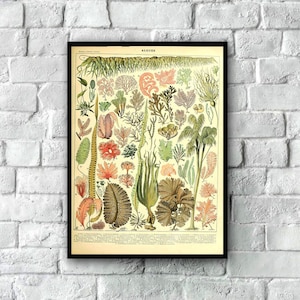 Vintage Illustration of Algae and Seaweed Poster, Algues Vintage Art Print, Botanical Illustration, Nautical Print, Seaweed Wall Art