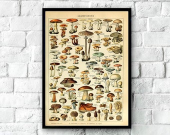 1900’s Vintage Lithograph Food Botany Poster, Vintage Fungi Poster, Vintage Mushrooms Print, Vintage Botanical Poster, Kitchen Posters