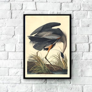 Audubon Bird Prints, Vintage Great Blue Heron Print, Birds of America Wallart, Vintage Bird Print, Bird Wall Art, Bedroom Wall Art