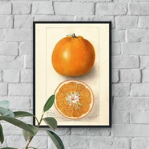 Antique Orange Fruit Art Print, Watercolor Citrus Print, Orange Decor, Farmhouse Decor, Vintage Fruit Illustration, Antique Botanical Prints
