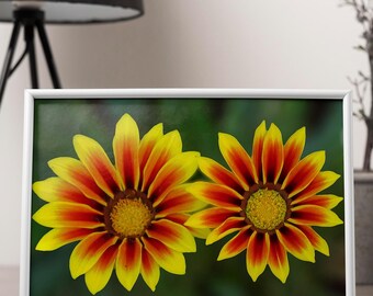 Flower Photography, Gazania Flower, Yellow Flower Print, Nature Photography, Floral Photography, Yellow Flower Wall Art, Flower Art Print