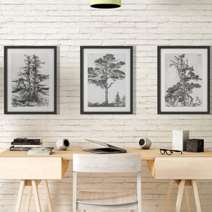 Trees Etching Set of 3, Vintage Tree Print, Antique Sketch, Gallery Wall Art, Trees Drawings Set, Rustic Sketch, Botanical Art