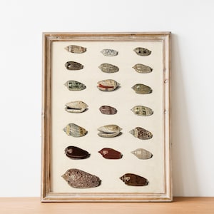 May include: A framed print of a collection of seashells, arranged in rows. The shells are various shades of brown, beige, and white, with intricate patterns and textures.