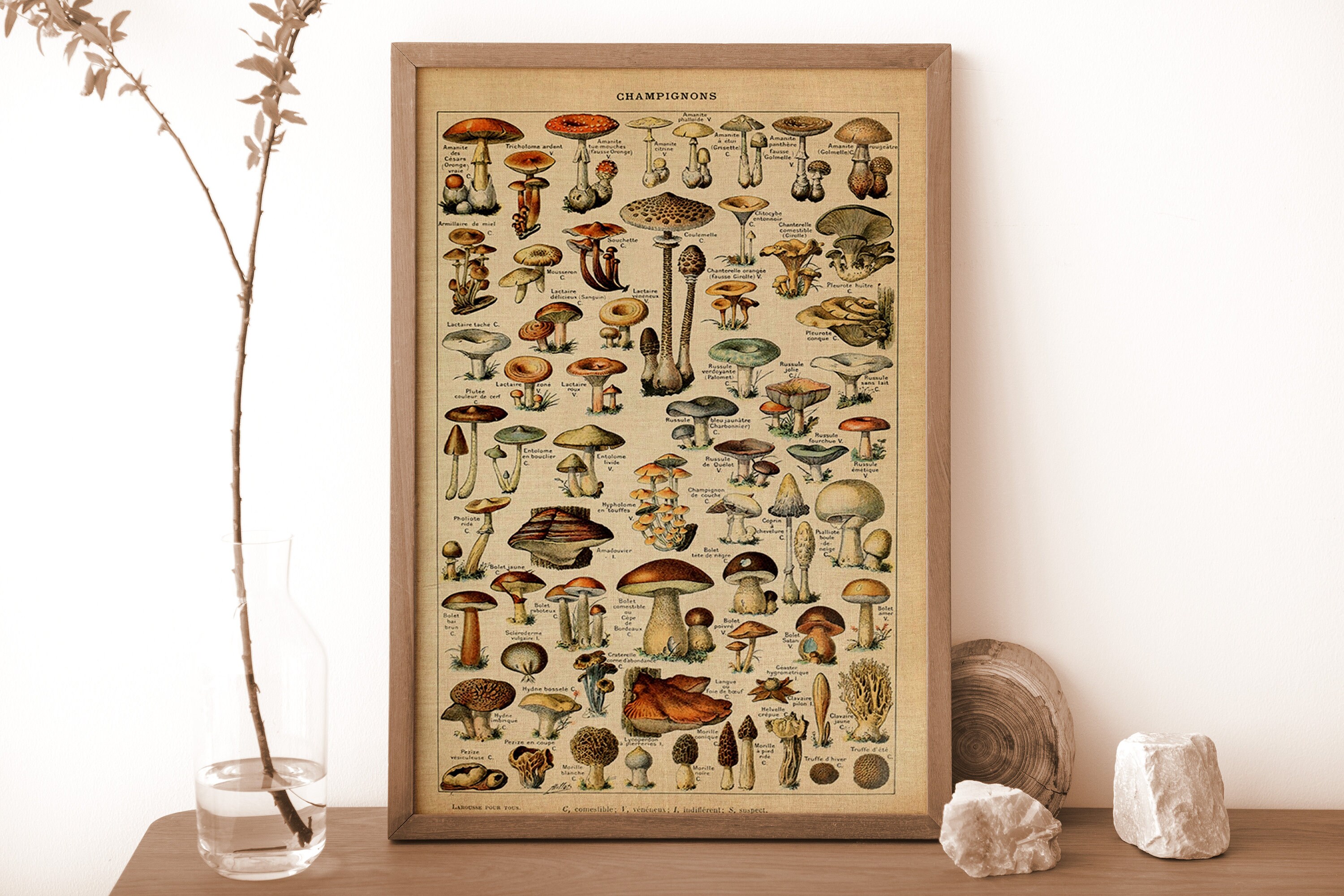 1900s Vintage Lithograph Food Botany Poster, Vintage Fungi Poster