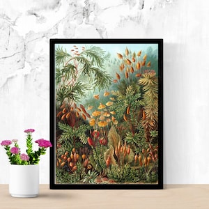 Pilz Moos von Ernst Haeckel Poster, Moos Illustration, Vintage Botanischer Druck, Botanisches Poster, Antikes Botanisches Poster, Wanddekoration
