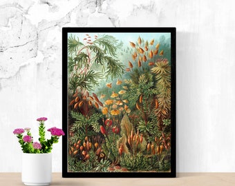 Pôster de musgo cogumelo de Ernst Haeckel, ilustração de musgo, impressão botânica vintage, gráfico botânico, pôster botânico antigo, decoração de parede