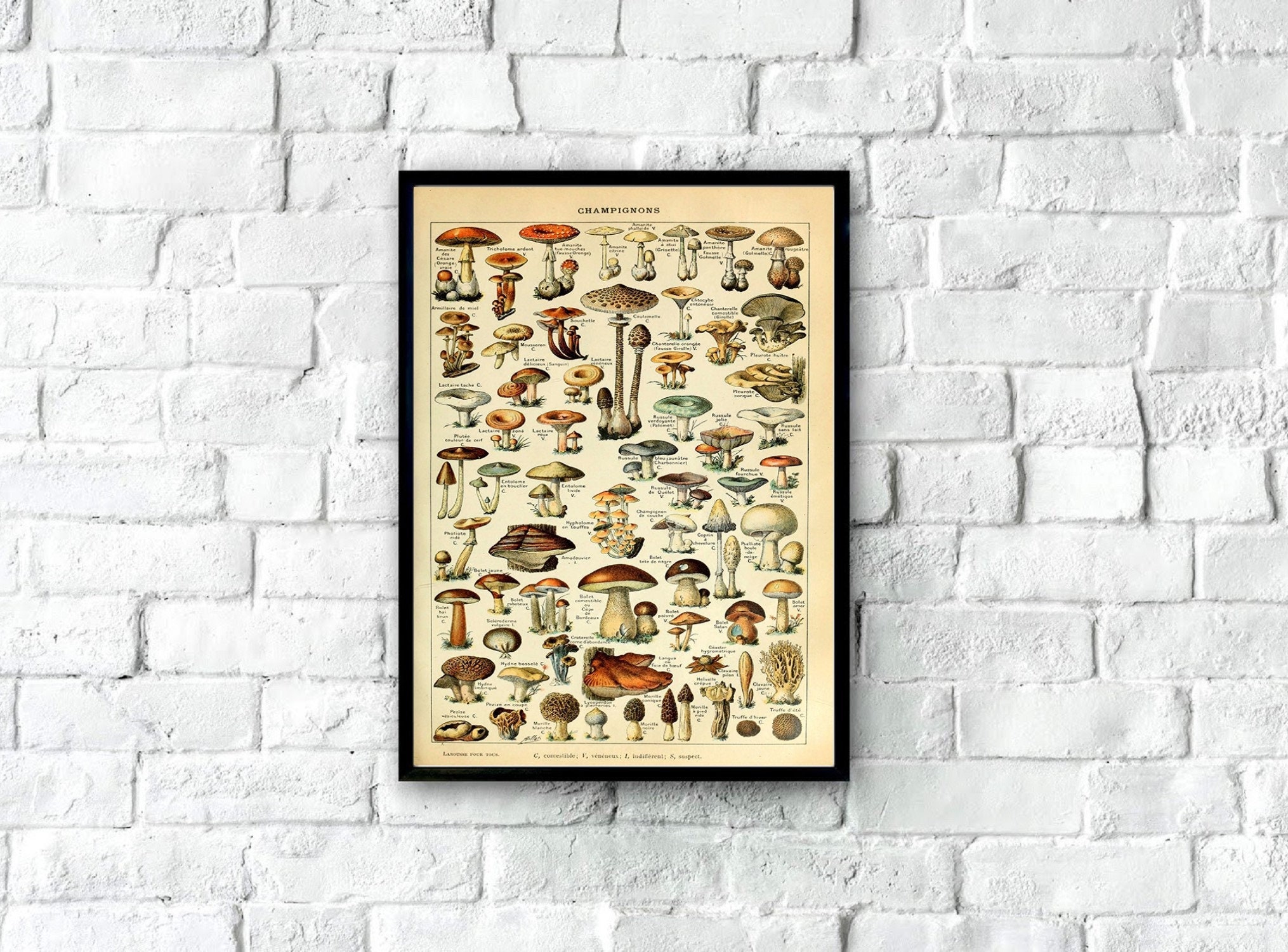 1900s Vintage Lithograph Food Botany Poster, Vintage Fungi Poster