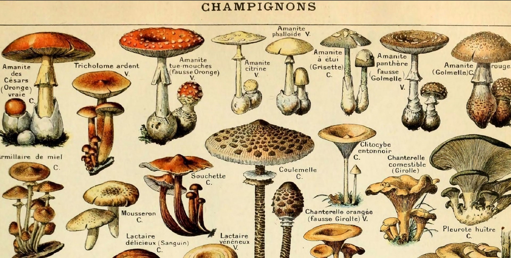1900s Vintage Lithograph Food Botany Poster, Vintage Fungi Poster
