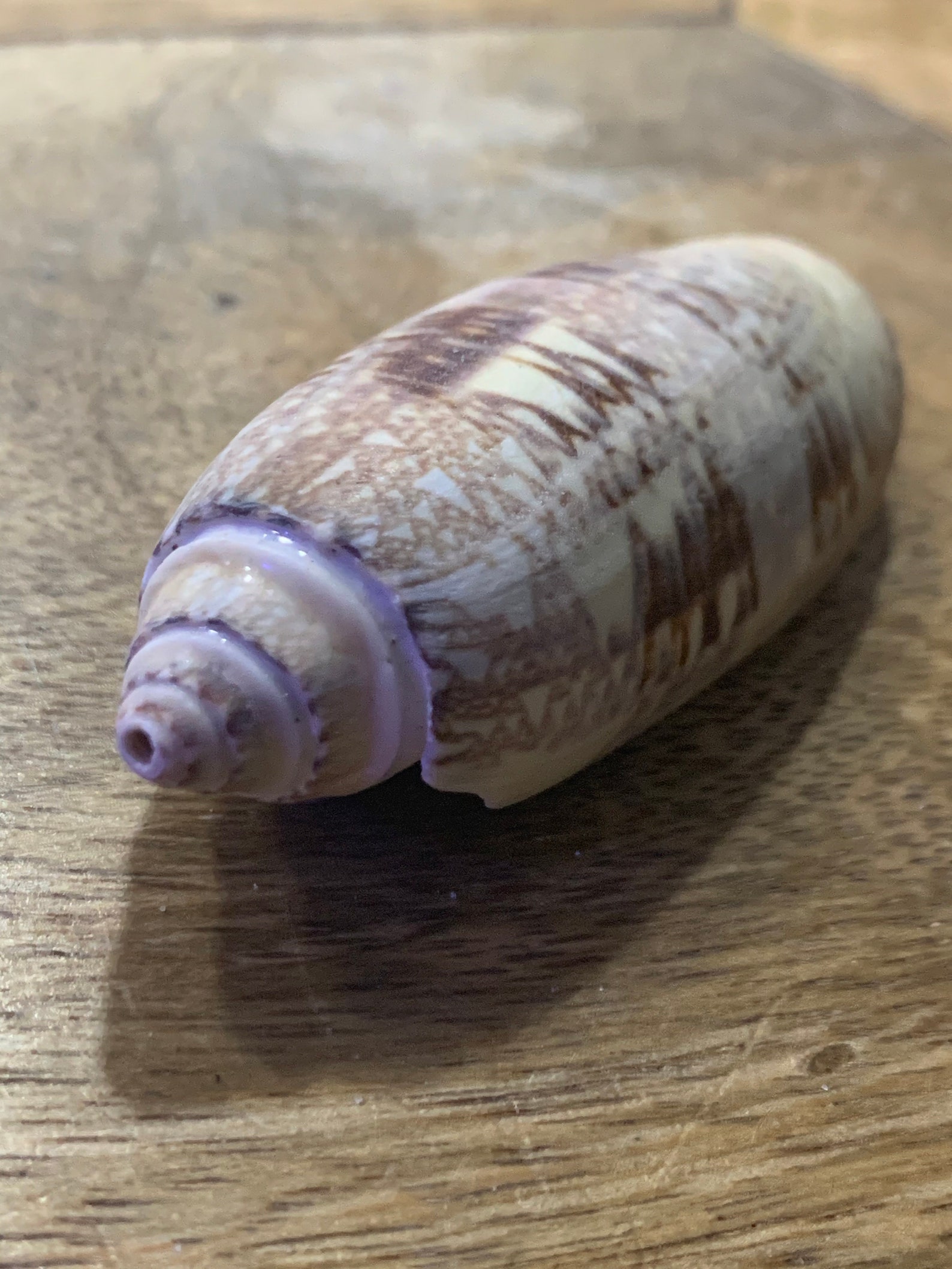 50 Assorted Lettered Olive Seashells Etsy