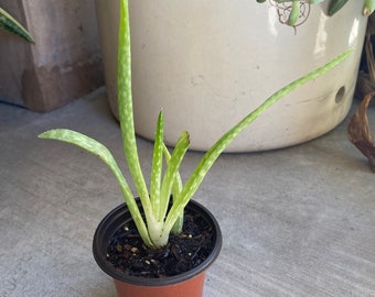 Aloe vera-small