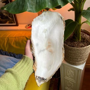 Peut inclure: Une grande coquille d'huître naturelle avec un intérieur blanc nacré et un bord brun texturé. La coquille est tenue devant un fond de plante verte et de canapé jaune.