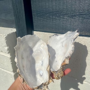 Pode incluir: Duas conchas de ostra abertas com interiores brancos nacarados e iridescentes e exteriores rugosos, texturizados, de cor castanha e bege. As conchas são côncavas com bordos irregulares e serrilhados, exibindo um acabamento liso e brilhante.