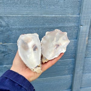 Könnte beinhalten: Zwei geöffnete Austernschalen mit glatten, irisierenden, perlmuttartigen Innenseiten. Die Schalen haben unregelmäßige, organische Ränder und eine glänzende, cremeweiße Oberfläche mit subtilen braunen und grauen Akzenten am Scharnier.
