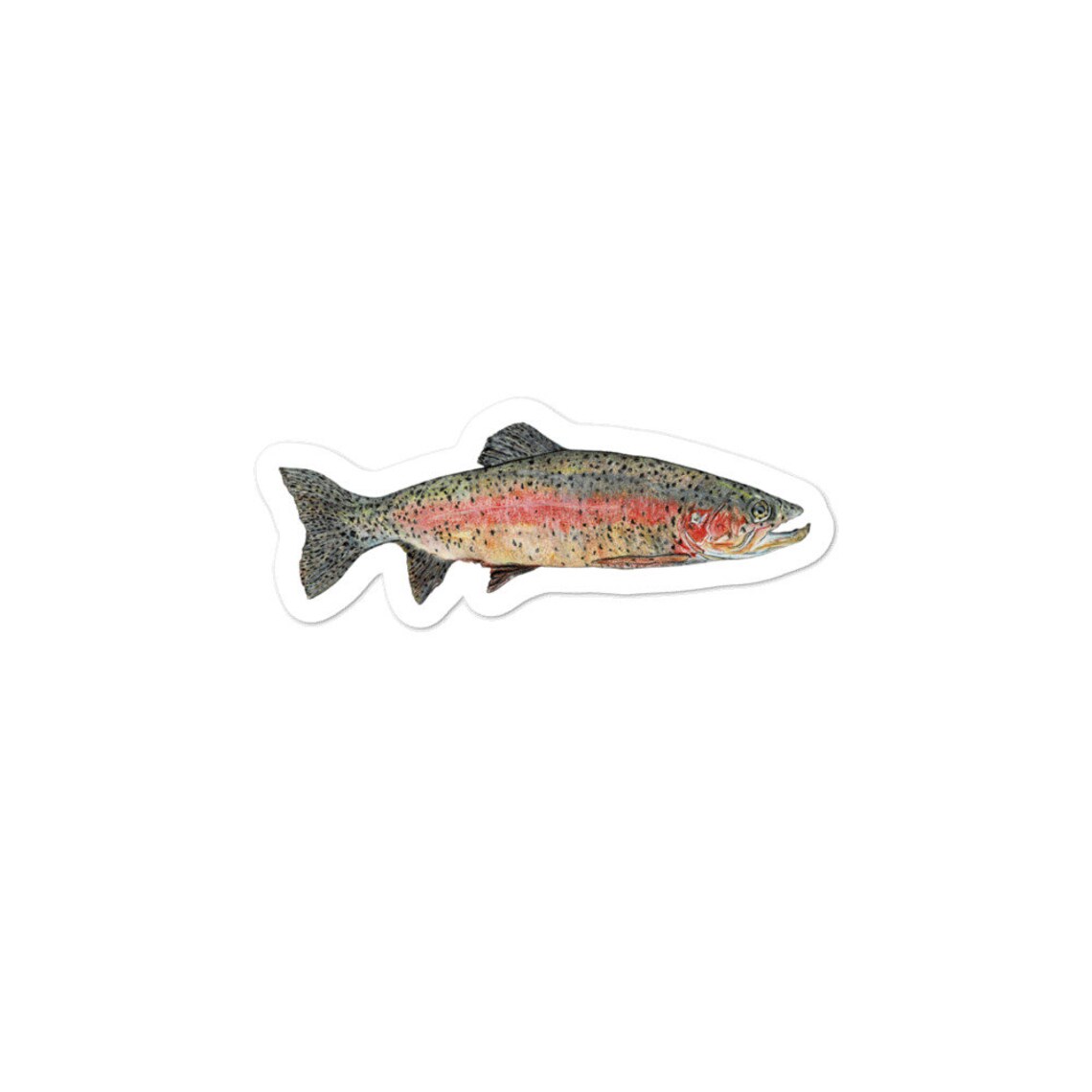 Rainbow Trout Sticker Fish sticker Rainbow Trout Trout Etsy