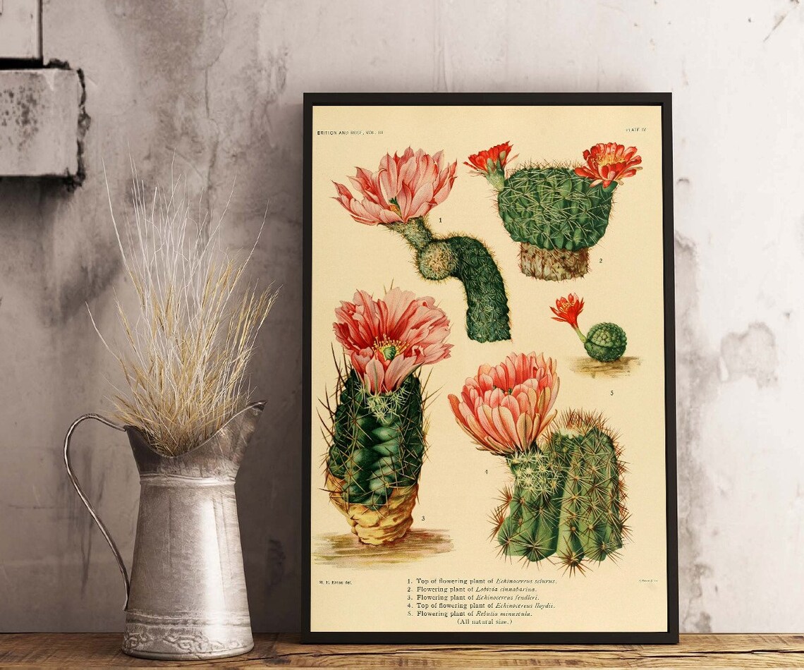 Vintage Style Cactus Poster Vintage Botanical Print Cactus Etsy