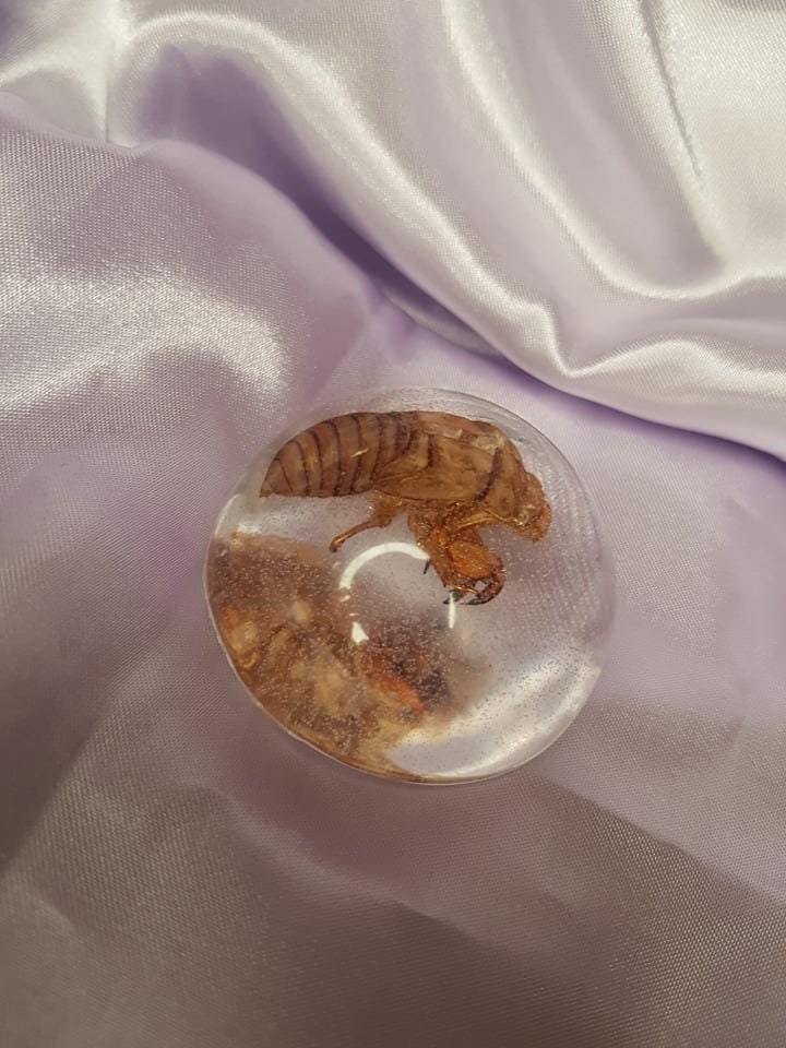 Mue de Cigale Dans Résine/Cabinet Curiosité