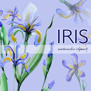 Aquarell Iris lila Clipart, flieder, Frühlingsblume, Einladungen, Aquarellblumen, digital, PNG