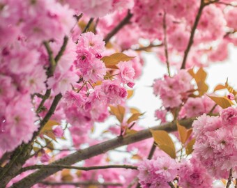 Pink Cherry Blossom Backpack Beautiful Floral Print Rucksack Spring Bookbag for Nature Lovers