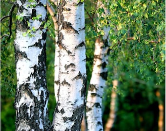 500gr Silber-Birke "Lady of the Woods" BETULA PENDULA Samen | Geprüfte Qualität | Aufforstung von Bonsai | Kostenloser Versand weltweit