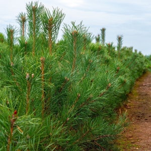 Könnte beinhalten: Eine Reihe junger Kiefern, die in einer Reihe gepflanzt sind, mit grünen Nadeln und braunen Ästen. Die Bäume wachsen auf einem Feld mit einem Feldweg, der von ihnen wegführt.