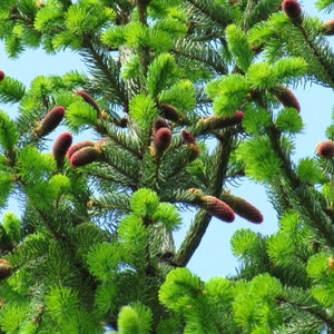 Spruce picea abies tree BULK seeds 50 gr. (ca. 10000 seeds). HIGH QUALITY. Certificate and analysis protocol included. Wholesale offer
