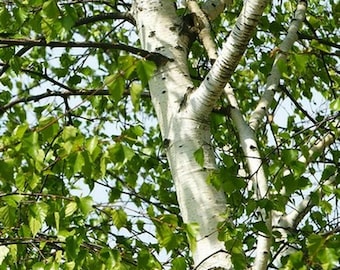 Silber-Birkenbaumsamen Großpackung - Betula Pendula 'Lady of the Woods' | 0,1g - 50-100 Samen | Für Garten- und Landschaftspflege