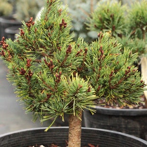 Pinus sylvestris tree BULK seeds 500 gr. (ca. 100000 seeds). HIGH QUALITY. Certificate and analysis protocol included. Wholesale offer