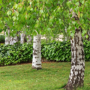 Silver Birch Betula Pendula Tree Seeds BULK | 0.1g (50-100 Seeds) | High-Quality, Certified with Analysis Protocol