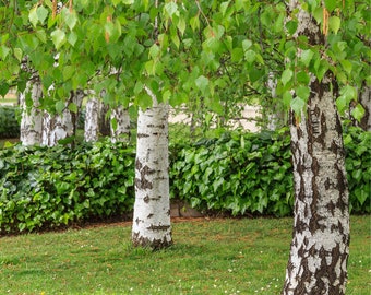 Silver Birch Betula Pendula Tree Seeds BULK | 0.1g (50-100 Seeds) | High-Quality, Certified with Analysis Protocol